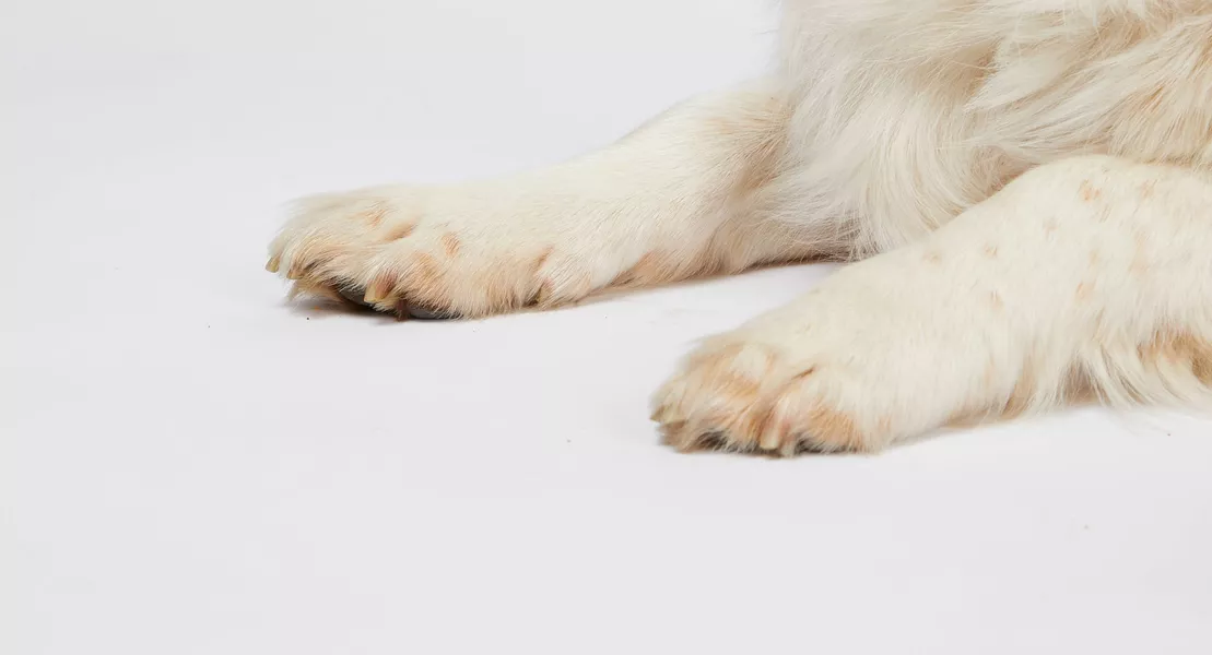 Dog paw outlet toes